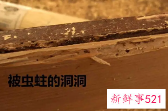 实木沙发生虫怎么处理