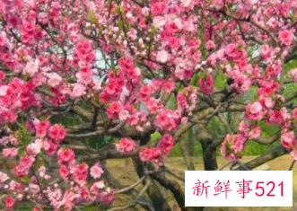 梦见很漂亮的桃花