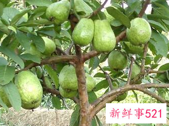 哪些水果最有营养价值