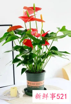 家里养红掌的禁忌