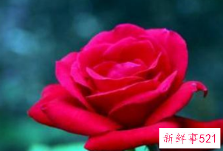 红玫瑰代表什么意思