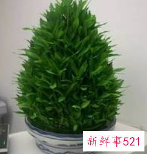 招财又好养的植物有哪些