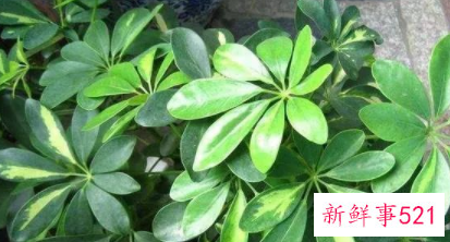 属虎养什么植物旺财