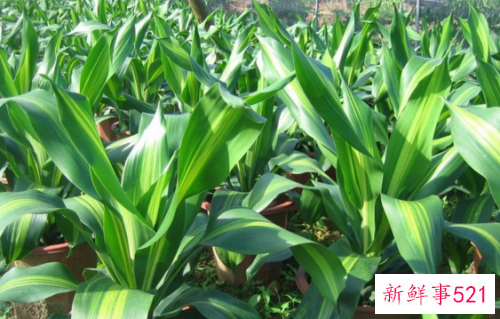 也门铁叶子发黄怎么办