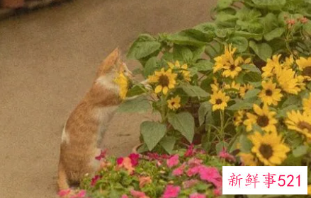 表达自己很普通的句子