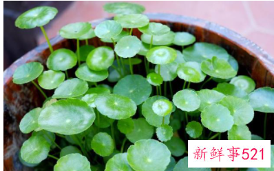 属虎养什么植物旺财