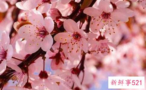 青岛的樱花什么时候开花