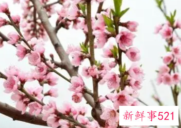 梦见很漂亮的桃花