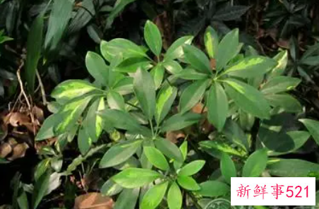 属虎养什么植物旺财