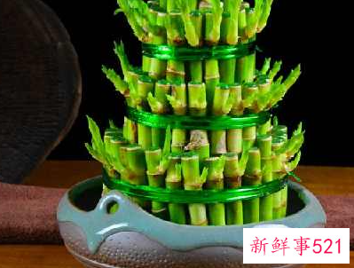 家里养龙竹好还是富贵竹好