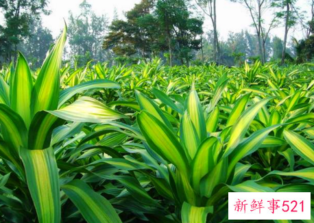 也门铁叶子发黄怎么办