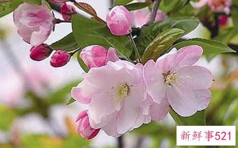 铁海棠怎样浇水