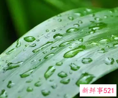 无根水能放几天