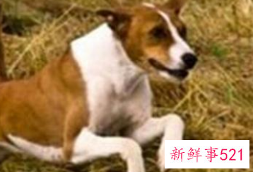 巴仙吉犬多少钱一只