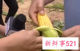 云南北移象群里的小象打架