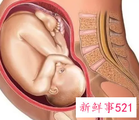 孕37周到38周胎儿最多长多少