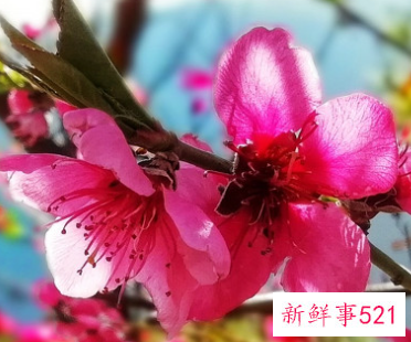 国庆期间桃花运最旺的几大星座