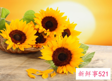 跟双子座女生道歉送什么花好