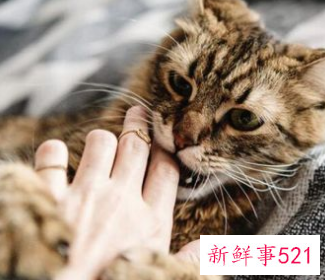 梦见猫咬我手什么预兆