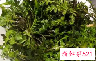 荠菜怎么冷冻才会像新的一样