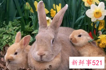 属兔家里摆什么旺财