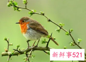 梦见一只鸟是什么意思