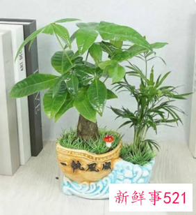 发财树放在家里好还是办公室好