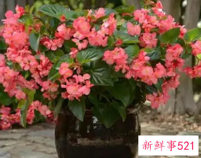 客厅养什么花好旺财,在山东