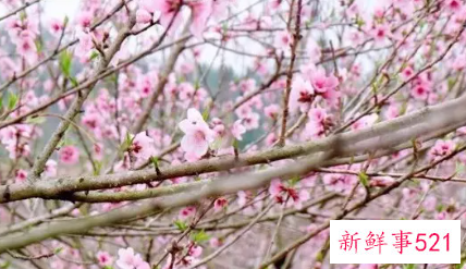 梦见满树桃花掉落水里面有什么含义