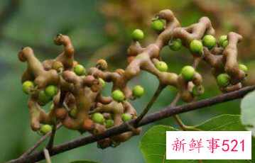 金钩梨的功效与作用