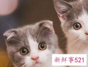 适宜养宠物的风水方位