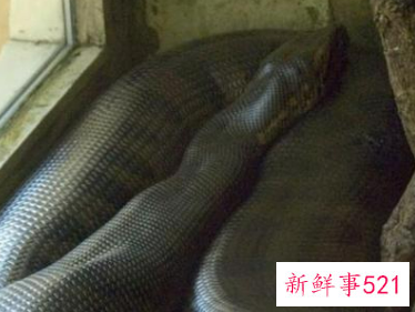 孕妇梦见大蟒蛇在水里是什么意思