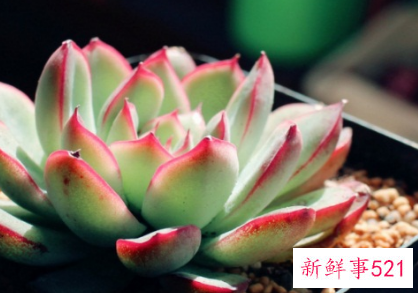 花月夜的家庭养殖方法和注意事项