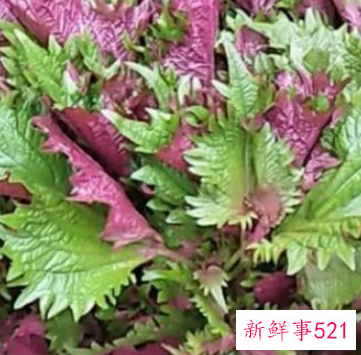 介绍圣草紫苏的秘密