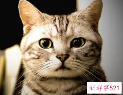 男人梦见猫好不好