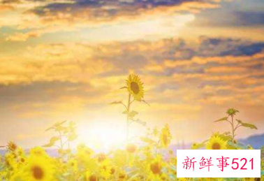 用一句话赞美别人