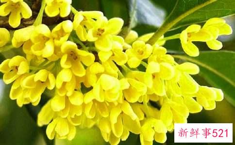 桂花乌龙茶的功效与作用