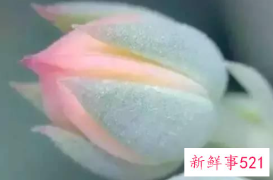 四字真言是哪四个字