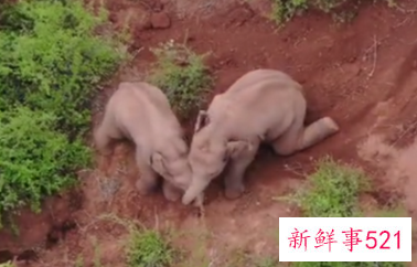 云南北移象群里的小象打架