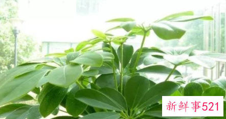 属虎养什么植物旺财