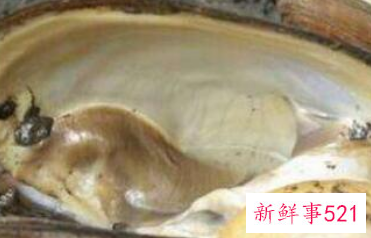 河蚌能不能吃