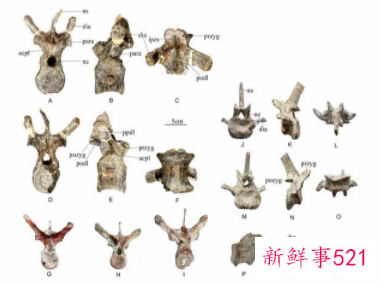 剑龙中国起源说添再新证据：重庆出土最古老的剑龙化石