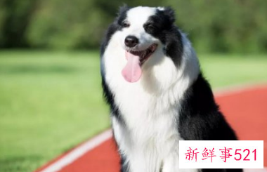 边牧哪种颜色最稀少