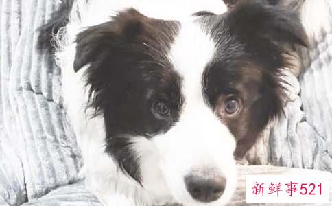 梦见小狗崽是什么意思