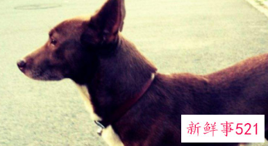 巴仙吉犬多少钱一只