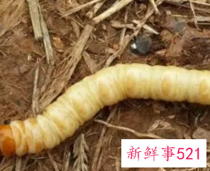 梦见虫子成群满地爬