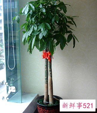 办公室风水树应该怎么摆放最好