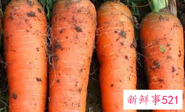 大量胡萝卜保鲜方法