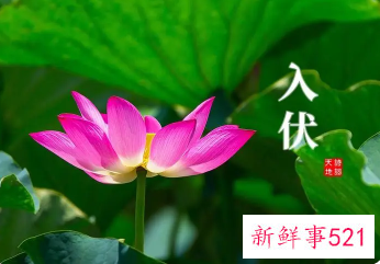 今年三伏天时间表2022