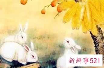 属兔的好运名字